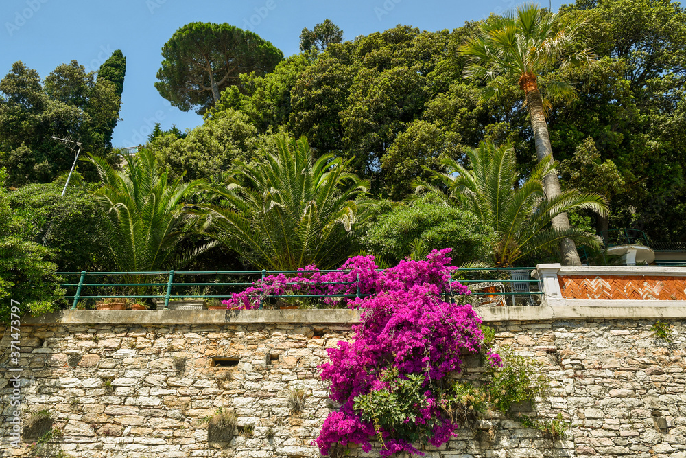 An old stone wall with a flowering plant of bougainvillea and a Mediterranean park on the top, with palm trees, maritime pines and cypresses, Liguria, Italy