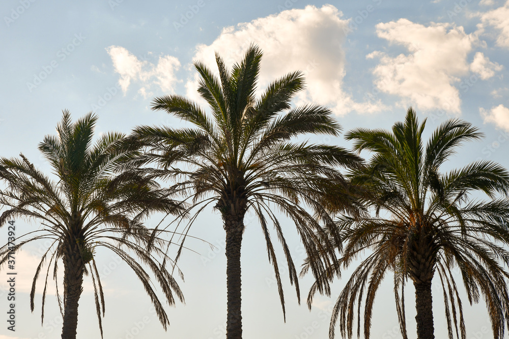 Backlight view of three palm trees agaist clear blue sky, Liguria, Italy