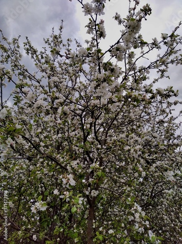 apple tree blossom