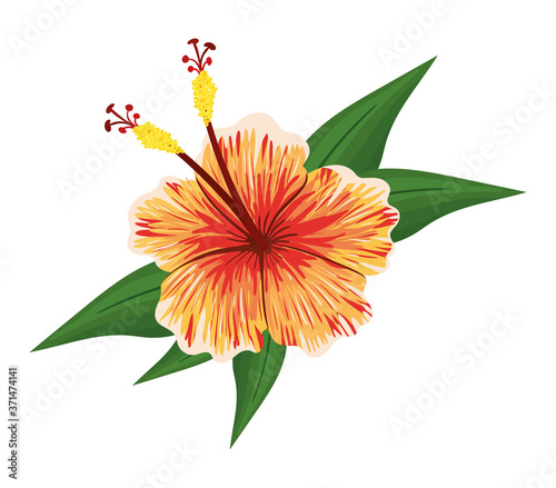 orange hawaiian flower with leaves painting design, natural floral nature plant ornament garden decoration and botany theme Vector illustration