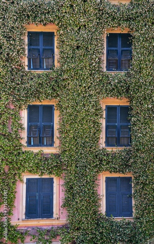 Exterior of an old building covered with jasmine climbing plant and with closed shutters, Liguria, Italy