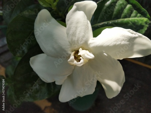 closeup of a white flower