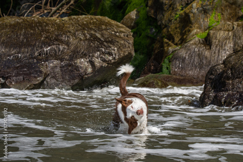 Shaking wet border collie funny face expression California ocean beach photo