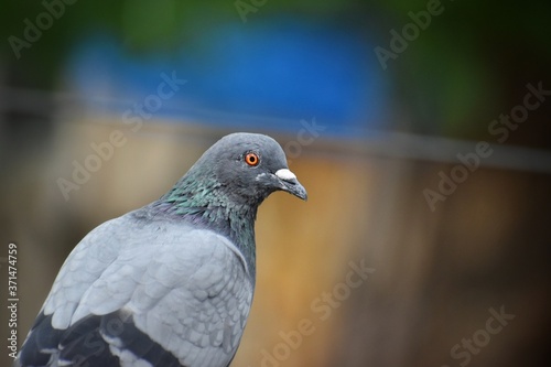 full body of a pigeon bird isolate on the electrical wire