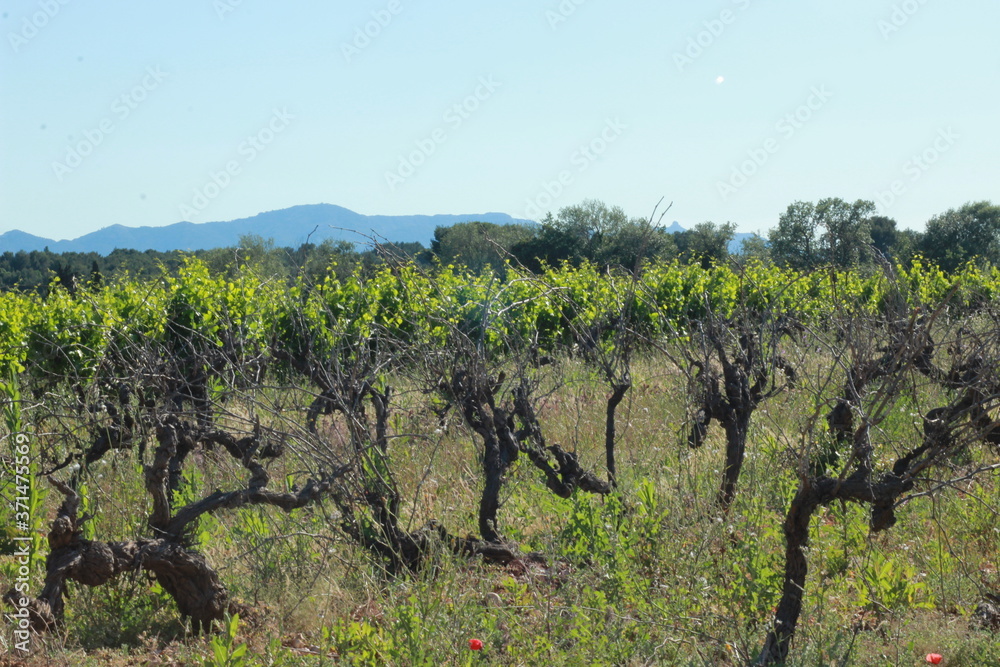 Vignoble de Provence