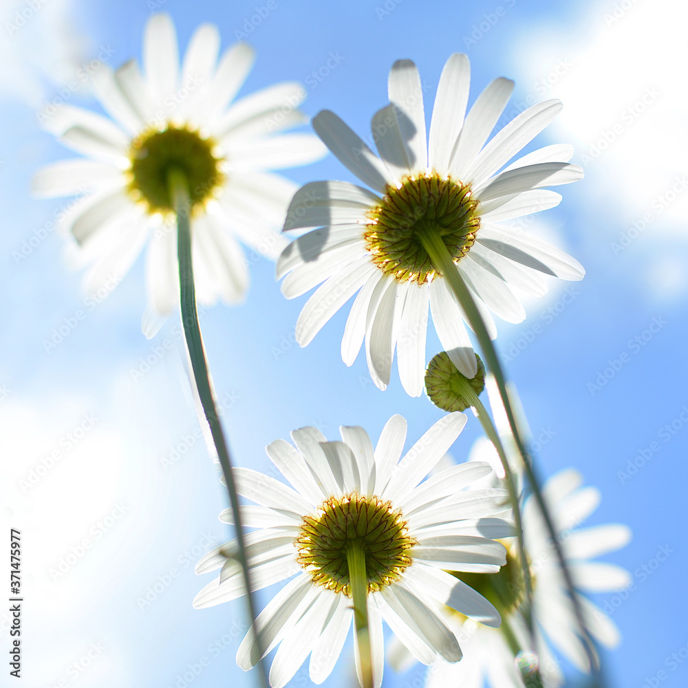 Daisy flowers on blue sky background, bottom Daisy flowers on blue sky background, bottom