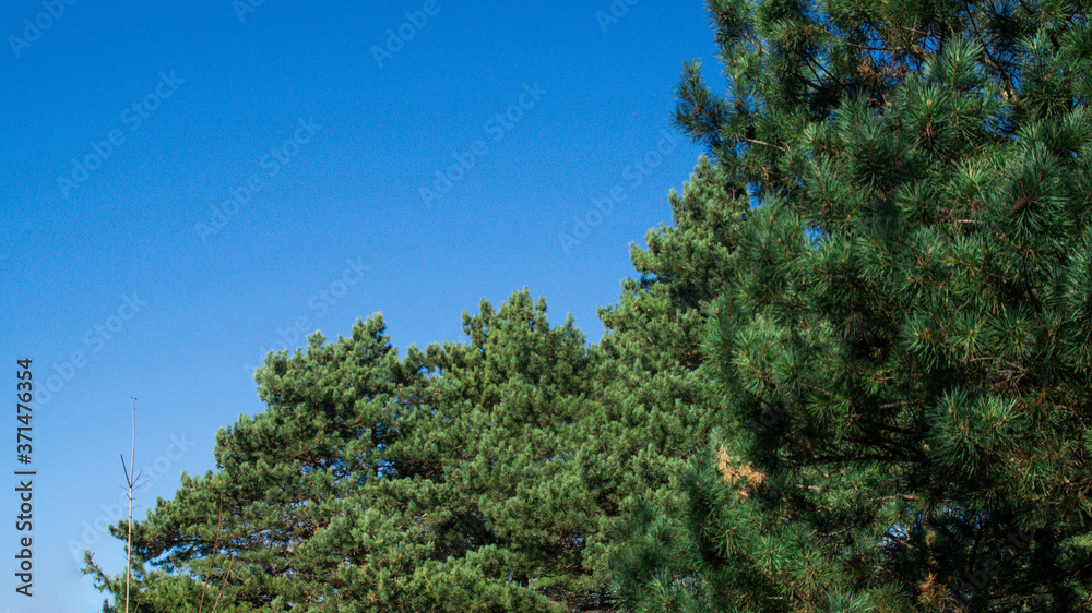 green pine trees in the autumn forest