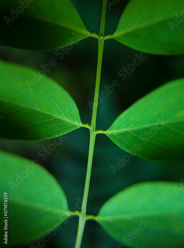 Detail of green leaves on stem in nature