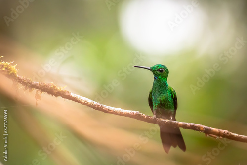 Hummingbird in a Branch. Green Hummingbird in a Branch, in Costa Rica