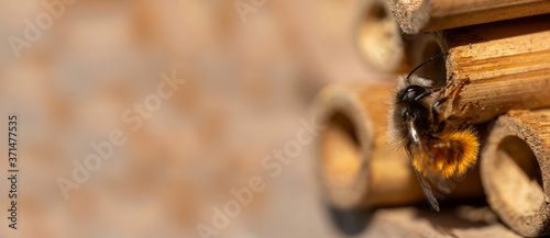 Rote Mauerbiene - Osmia bicornis 