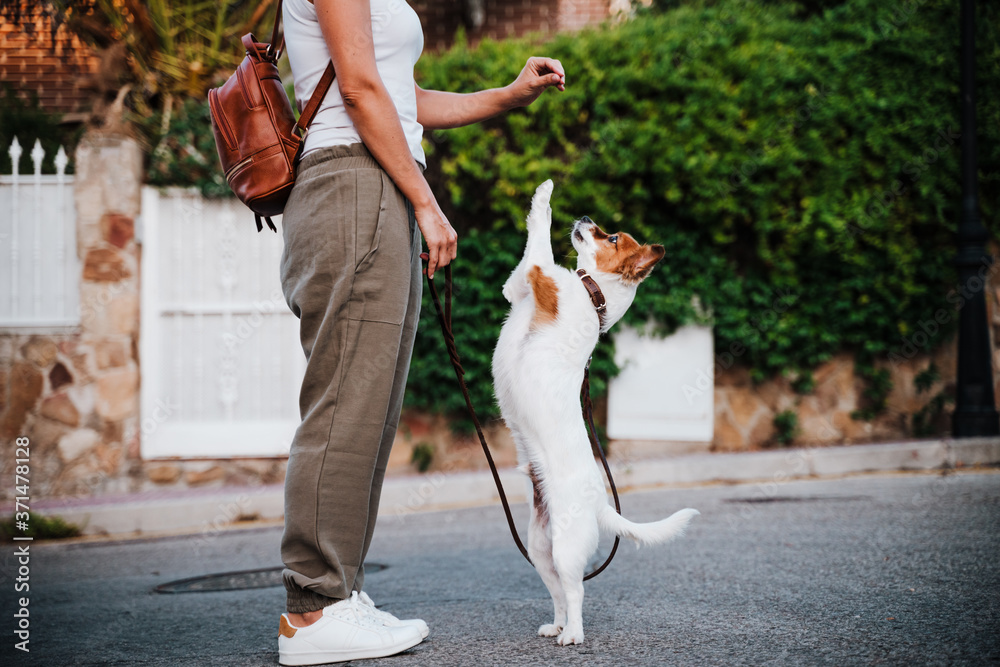 Obraz premium close up of young woman outdoors wearing protective mask, cute jack russell dog besides. New normal concept