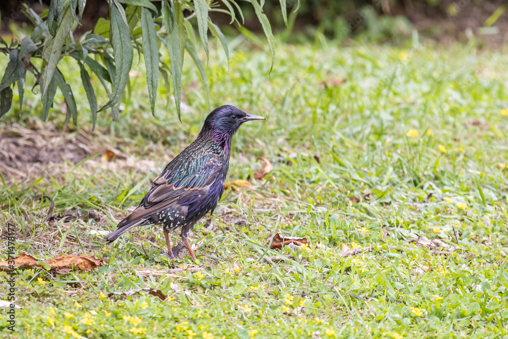 Obraz premium Common starling (Sturnus vulgaris)