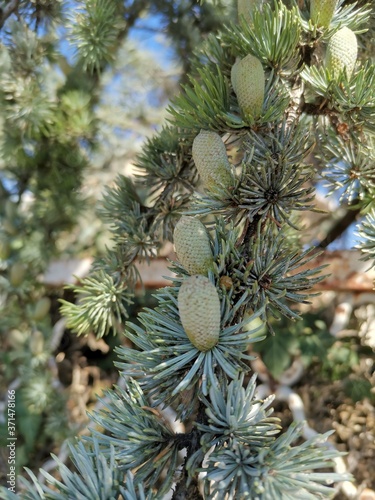 pine cones