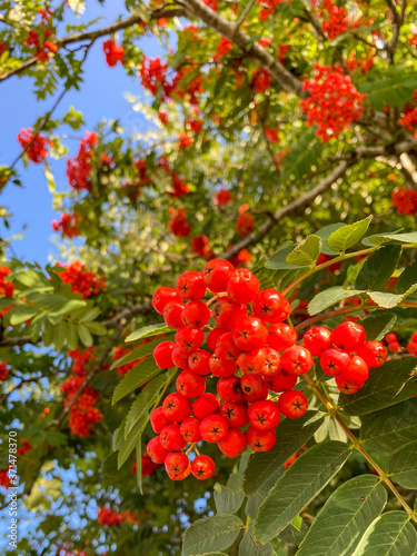 Close up view of red berries on a mountain ash tree. It is also known as a Rowan tree.