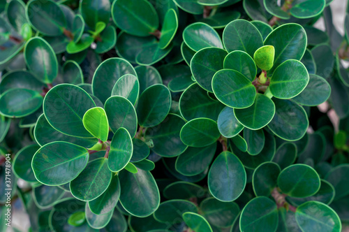 Natural fresh green leave background, abstract nature background.