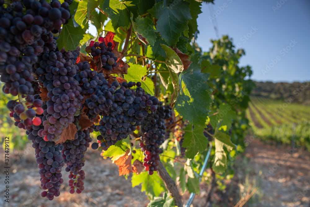 Grapes ready to harvest, for wine production in Corsica, France
