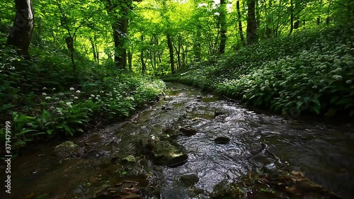 small stream in green forest  photo