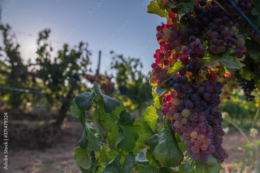 Grapes ready to harvest, for wine production in Corsica, France