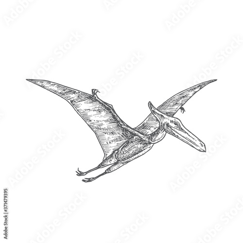 Prehistoric Dinosaur Doodle Vector Illustration. Hand Drawn Pterodactyl Reptile Engraving Style Drawing.