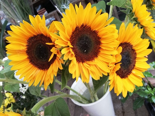 sunflowers in a vase