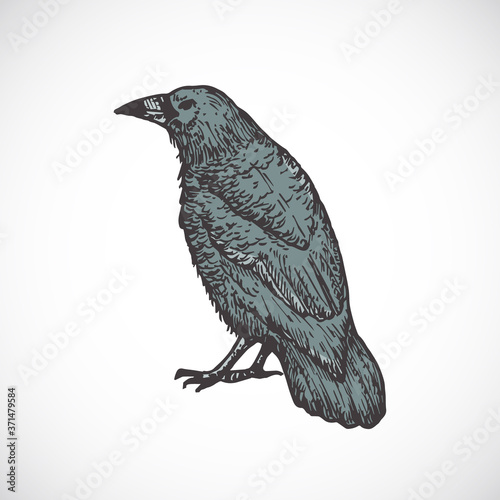 Hand Drawn Colorful Halloween Scary Crow Vector Illustration. Abstract Raven Sketch. Engraving Style Drawing.