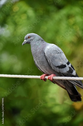 one pigeon isolated on the current wires with green background