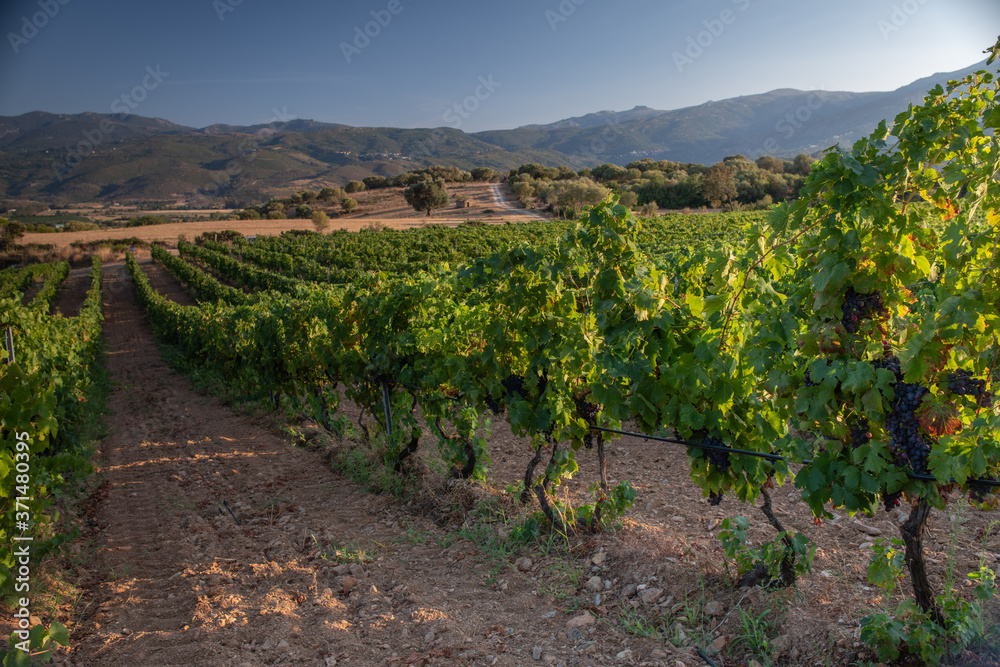 Grapes ready to harvest, for wine production in Corsica, France