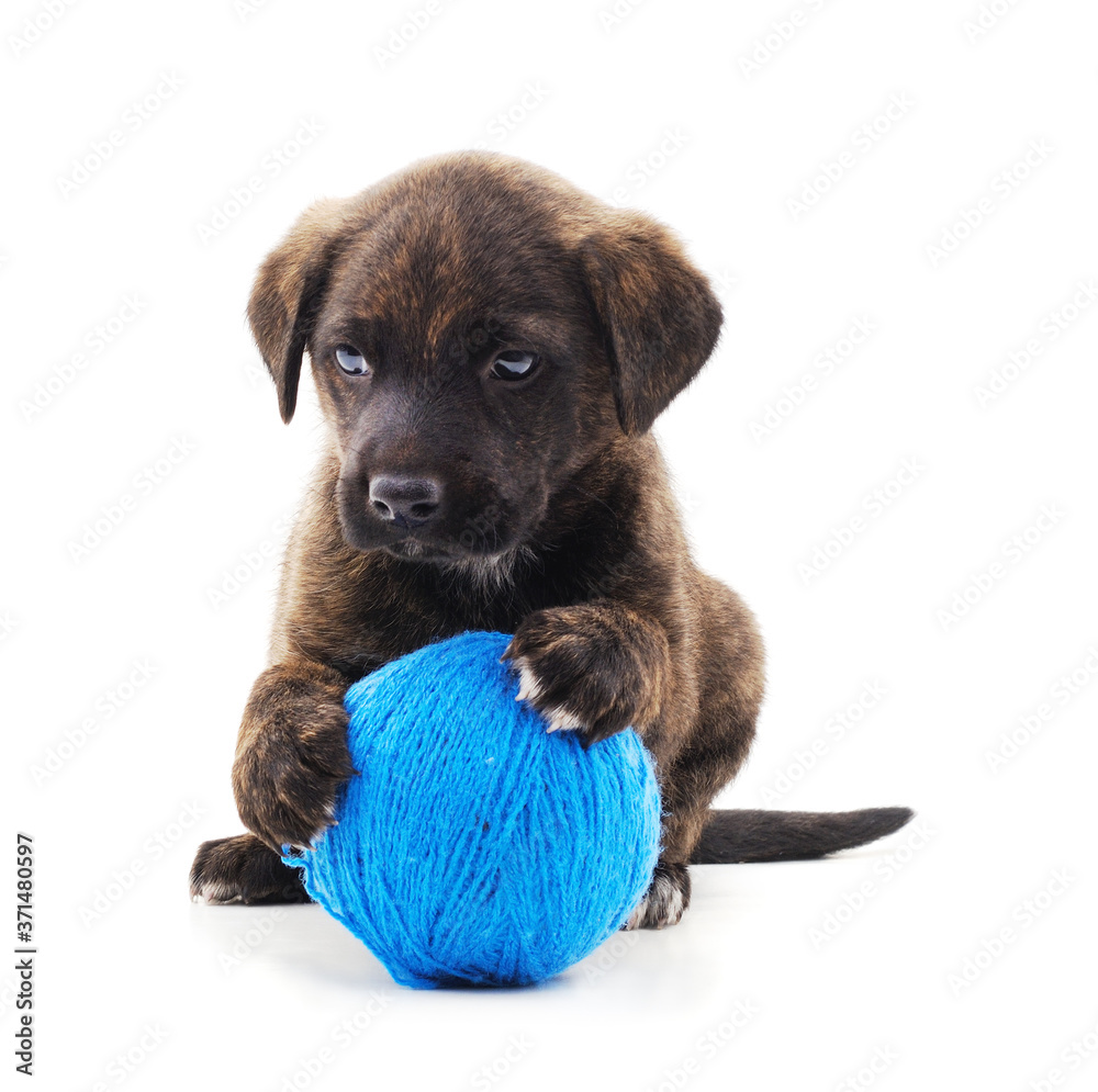 Obraz premium One little dog with balls.