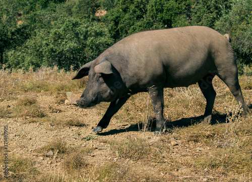 Iberian pigs in freedom in a pasture