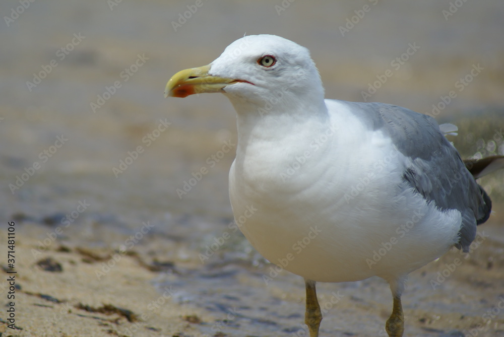 Portrait of a curious seagull on a sandy beach