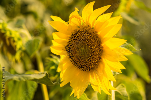  Sunflower blooming in the field on a sunny summer day closeup. Selective focus