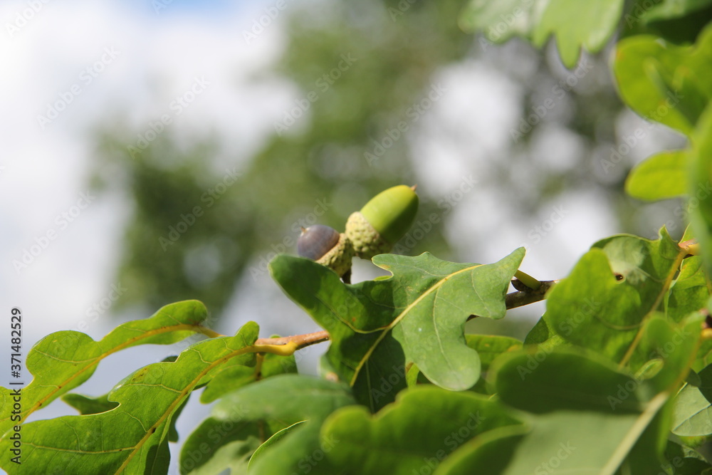 A green acorn hangs on a tree branch A green acorn hangs on a tree branch
