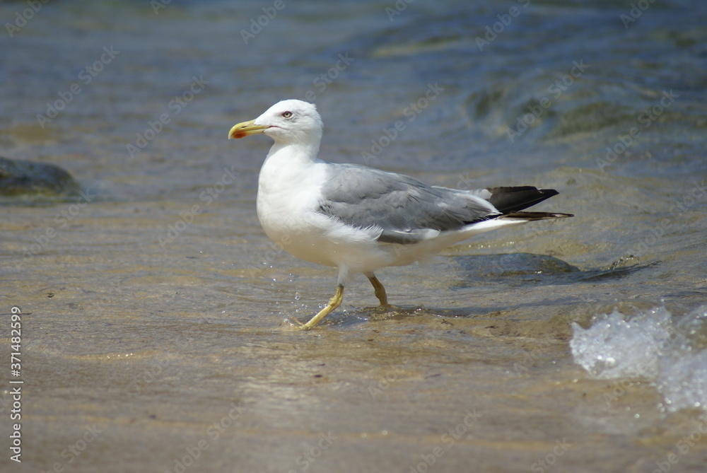 A seagull walking on the foreshore of a sandy beach A seagull walking on the foreshore of a sandy beach