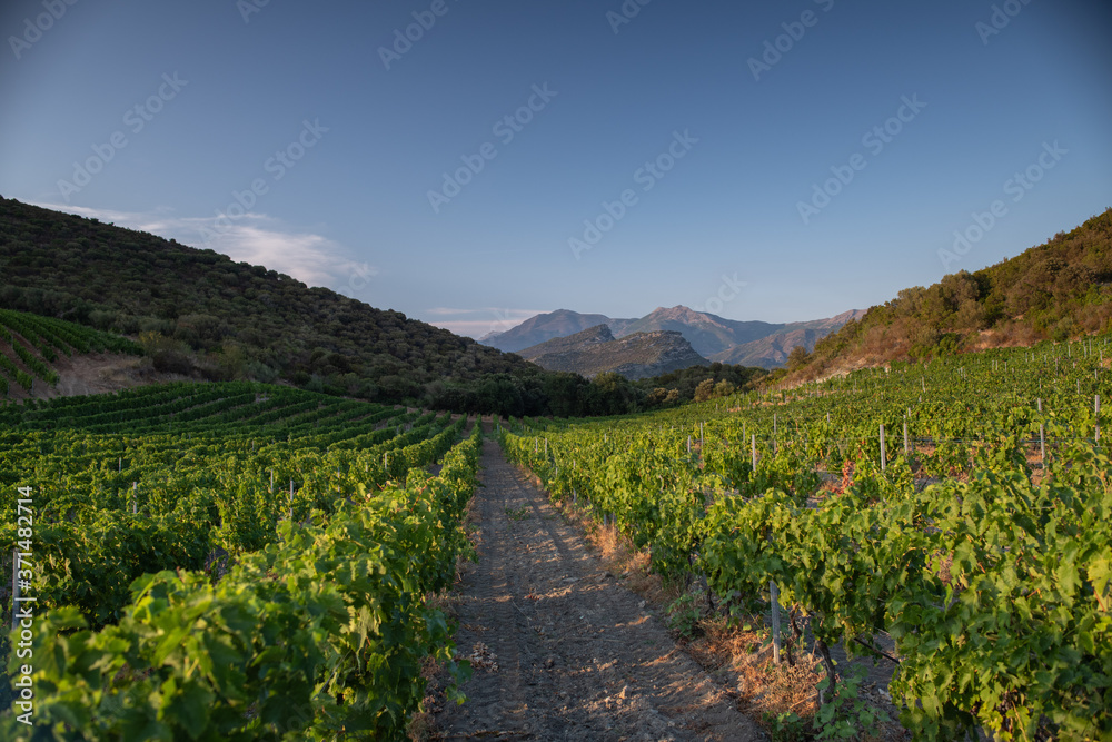 Landscape with Vineyards in the wine producing mountains of Corsica, France