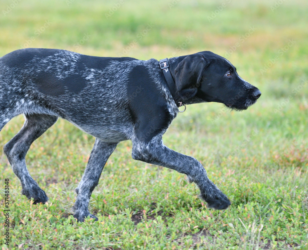German wirehaired pointer or Drahthaar (Deutsch Drahthaar, Deutscher Drahthaariger Vorstehhund)