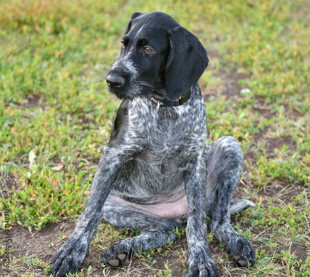 German wirehaired pointer or Drahthaar (Deutsch Drahthaar, Deutscher Drahthaariger Vorstehhund)