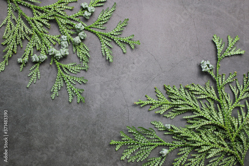 Hiba Arborvitae /Thujopsis dolabrata/ branches with unique fruits. The underside of the sheet. Christmas and New Year Holiday background. Top view, copy space. photo