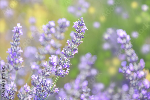 Foreground of lavender blooming in the sun  on nature bokeh background. Spring or summery vegetable background. Perfume industry