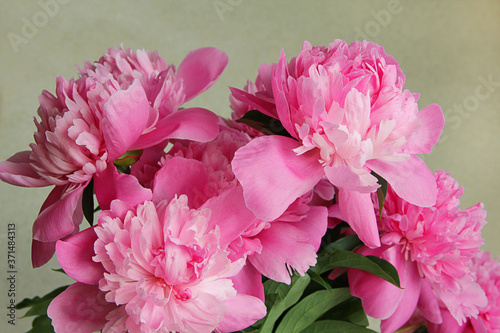 bouquet of pink peonies on a light background