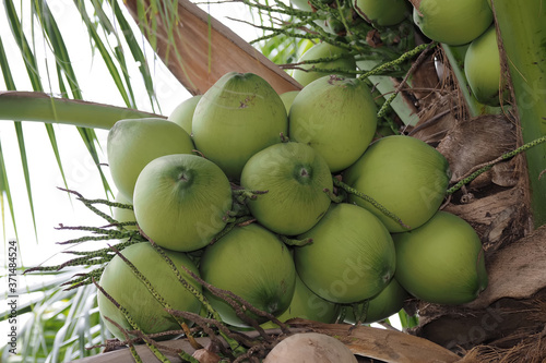 Close-up of a bunch of young green coconut on the coconut tree In agricultural garden . focus on the center of the coconut bunch , Ideal for use in the design fairly.