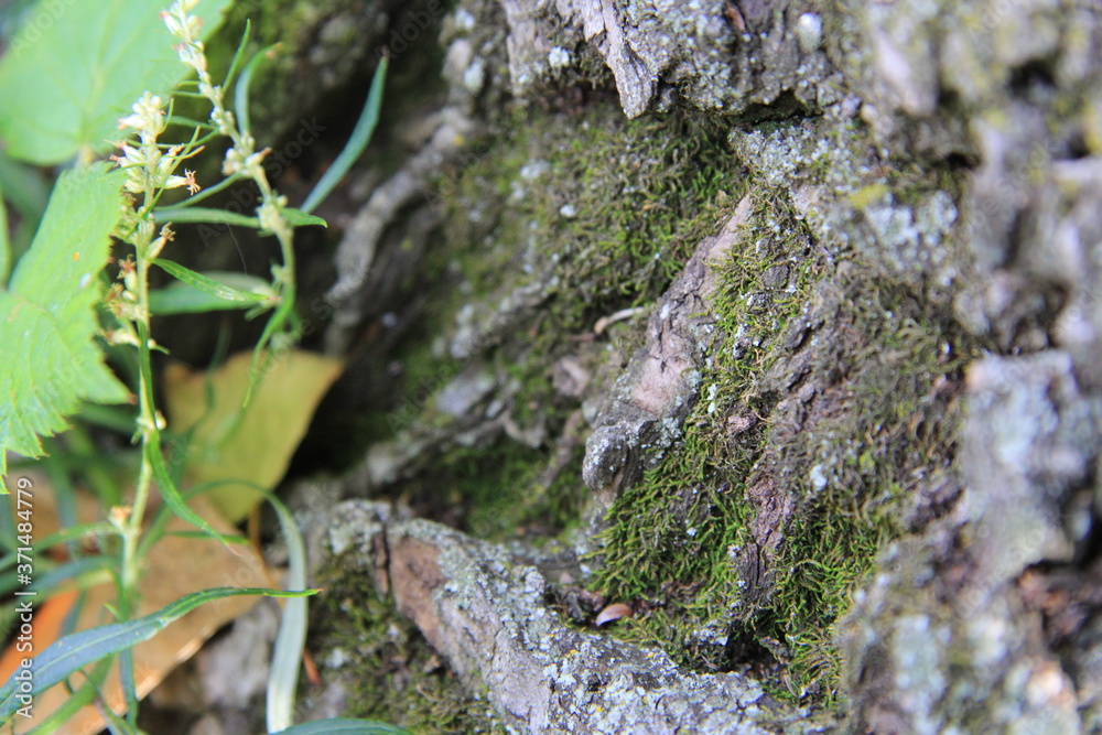 Green moss on the bark of an old oak Green moss on the bark of an old oak