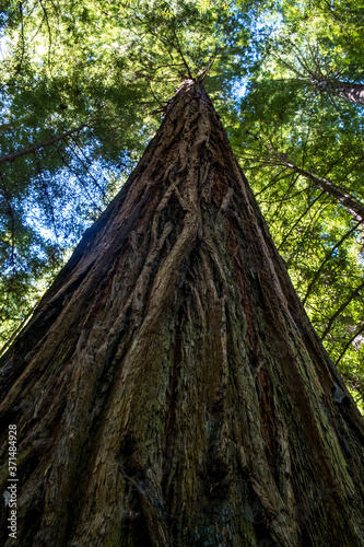 Redwood Tree in Humboldt Redwoods State Park California photo