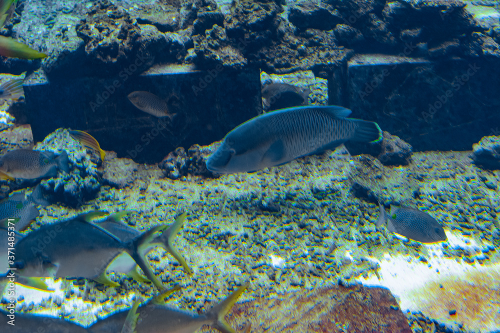 Fototapeta premium The humphead wrasse in aquarium (Cheilinus undulatus, Maori, Napoleon wrasse) is a large species of wrasse mainly found in the Indo-Pacific region. Atlantis, Sanya, Hainan, China.