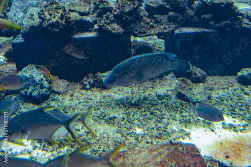The humphead wrasse in aquarium (Cheilinus undulatus, Maori, Napoleon wrasse) is a large species of wrasse mainly found in the Indo-Pacific region. Atlantis, Sanya, Hainan, China. © Evgeniy
