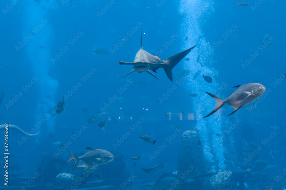 Hammerhead shark in the aquarium. The great hammerhead (Sphyrna mokarran) is the largest species of hammerhead shark, belonging to the family Sphyrnidae. Atlantis, Sanya, Hainan, China.