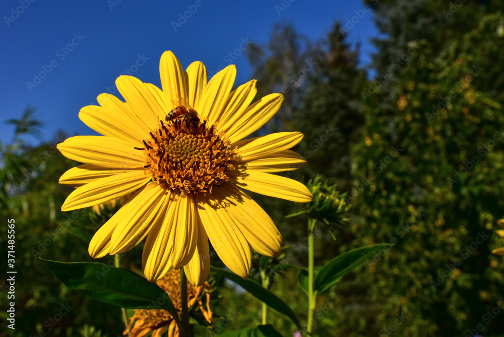 Fototapeta premium Sonnenblume, mehrjährig, Winterhart, Blüte, hübsch, gelb Biene, Nektar, Natur, Bio-Garten