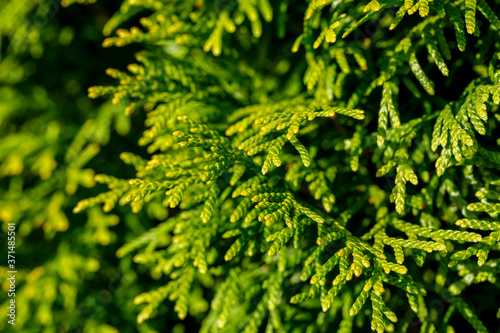 Nahaufnahme einer Thuja-Hecke im Garten photo