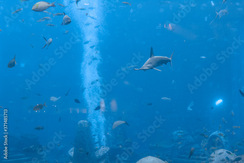 Hammerhead shark in the aquarium. The great hammerhead (Sphyrna mokarran) is the largest species of hammerhead shark, belonging to the family Sphyrnidae. Atlantis, Sanya, Hainan, China. © Evgeniy