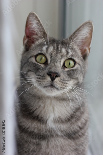 A grey tabby cat with green eyes looking straight into the camera