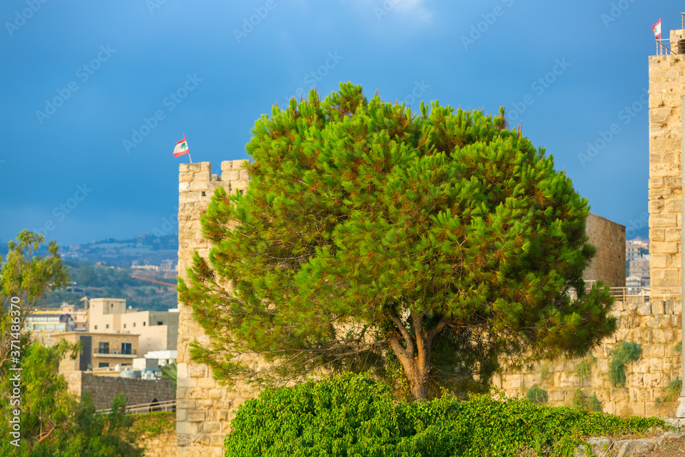 Nice view of Byblos Castle, Lebanon. A bright green pine tree on the background of the stone walls of the fortress and the blue sky. Lebanese flags at sunset. Ruins entwined with plants
